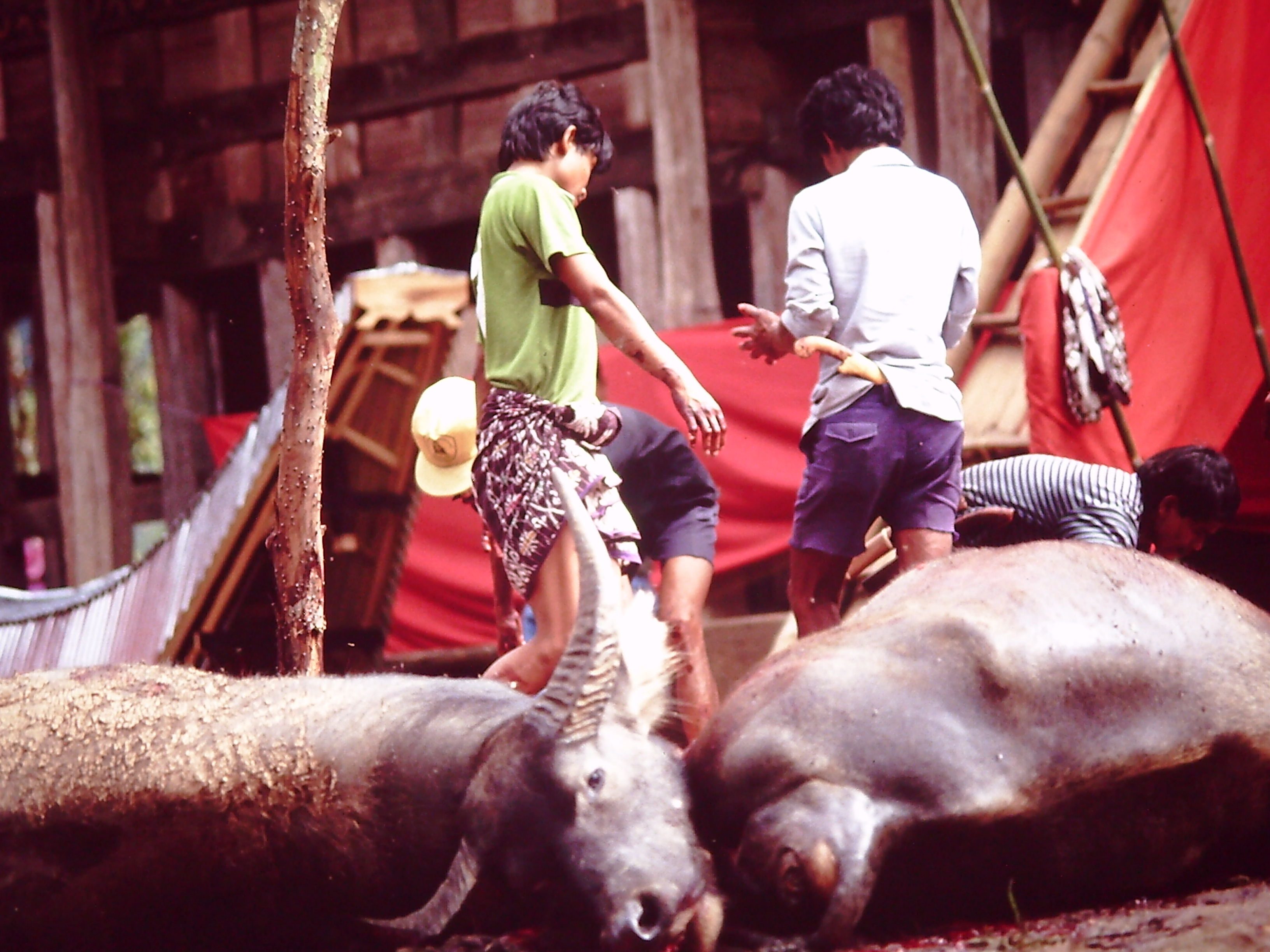 Indonesia, Isola di Sulawesi, 1992